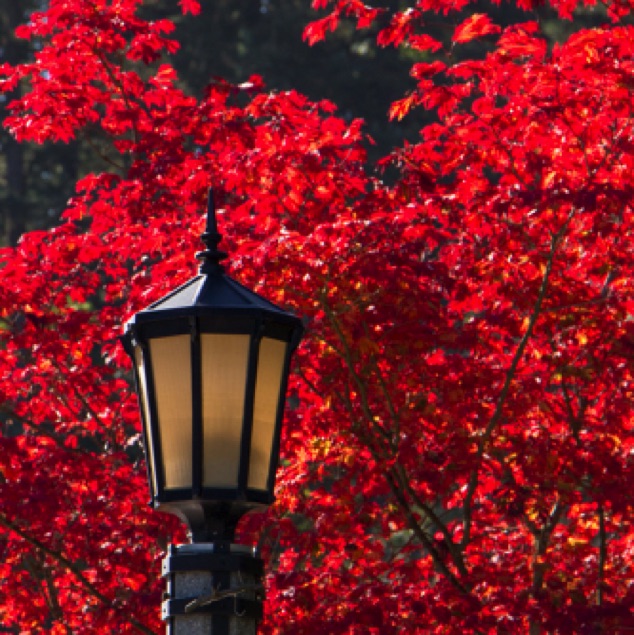 Street Lamp with Red Leaves
Portland Rose Test Gardens
Portland  OR
